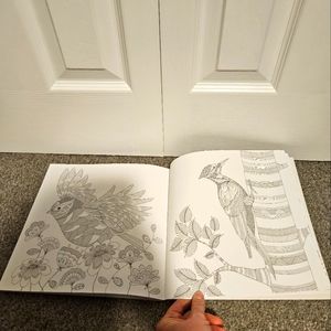 Millie Marotta | Other | Brand New Animal Kingdom Adult Coloring Book ...